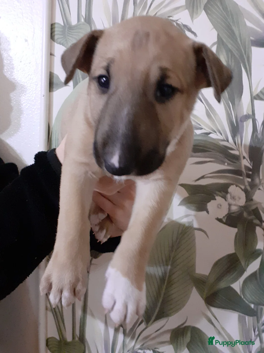 Bull Terriër honden te koop: deze 4 kanjers zijn op zoek naar gouden mandje - Advertentie 7