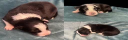 Border Collie honden te koop: Border collie pups met FCI stamboom - Advertentie 14