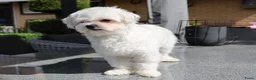 Maltezer honden ter dekking: Maltezer dek reu - Advertentie 3