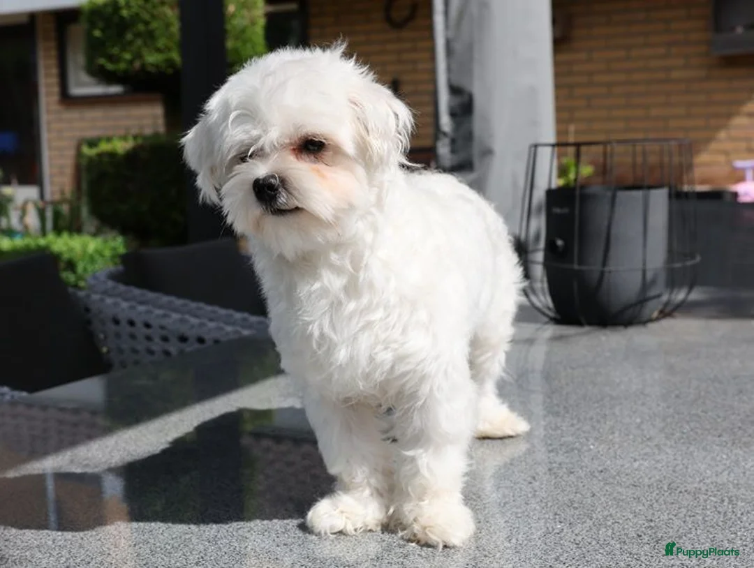 Maltezer honden ter dekking: Maltezer dek reu - Advertentie 3