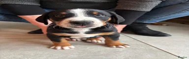 Appenzeller Sennenhond Puppy 2