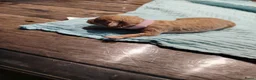Labradoodle honden te koop: Mini Labradoodle  in Oirschot - Advertentie 11