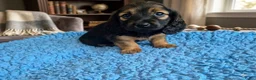 Teckel (langhaar) honden te koop: Langhaar dwergteckel reutje - Advertentie 11