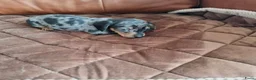 Dwergpinscher honden te koop: Schattige Dwergpinscher - Advertentie 2