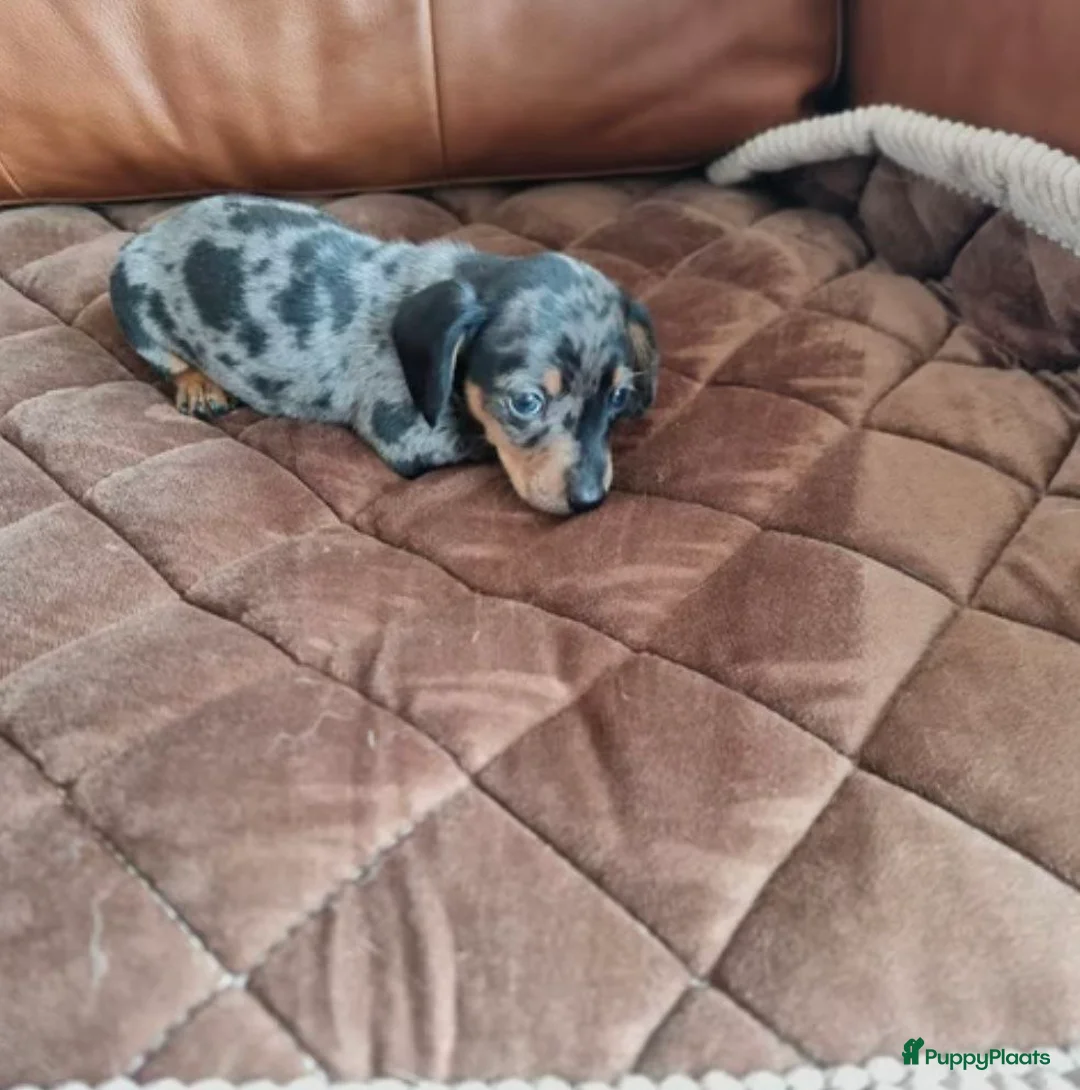 Dwergpinscher honden te koop: Schattige Dwergpinscher - Advertentie 2