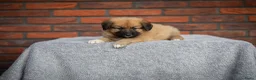 Kruising honden te koop: Gave Toller x Oud Duitse herder pups - Advertentie 6