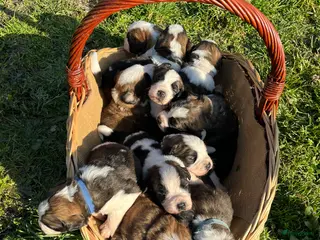 Kruising honden Mooie kruising Bernersenner X Sint Bernard pups - Advertentie 1