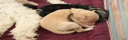 Labradoodle honden te koop: Prachtige Medium Labradoodle pups geboren  - Advertentie 3