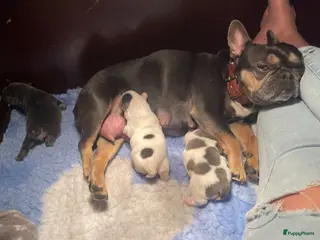 Franse Bulldog honden Franse bulldog fluffy en korthaar pups - Advertentie 1