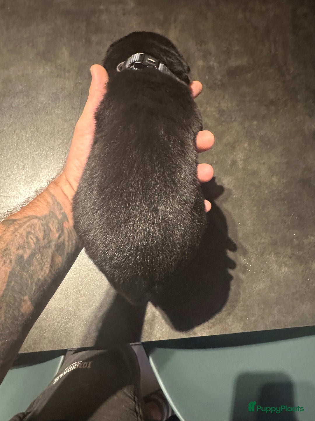 Kruising honden te koop: Liefdevolle bernsky pups  - Afbeelding 2