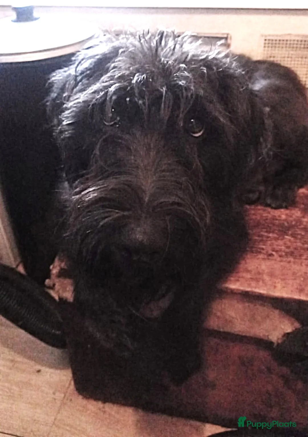 Kruising honden te koop: Een van deze prachtige pups is voor jou bedoeld? - Advertentie 10