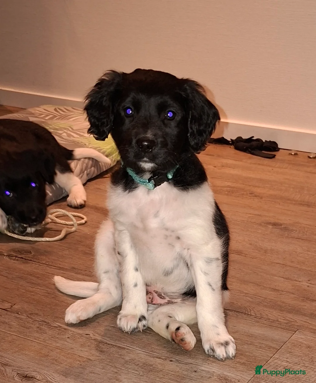 Friese Stabij honden te koop: Reu Friese Stabij pup - Advertentie 12