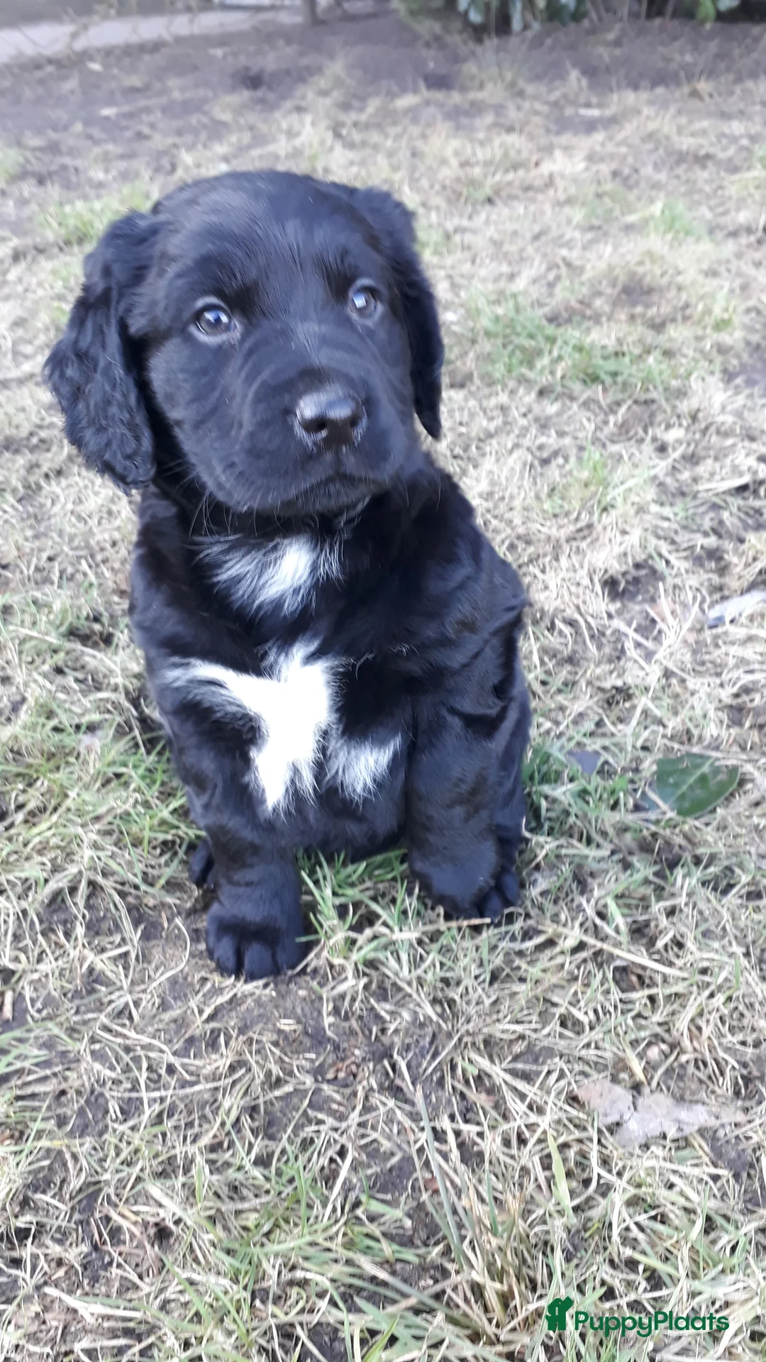 Kruising honden te koop: Enthousiaste Labrador X Friese Stabij pups - Advertentie 22