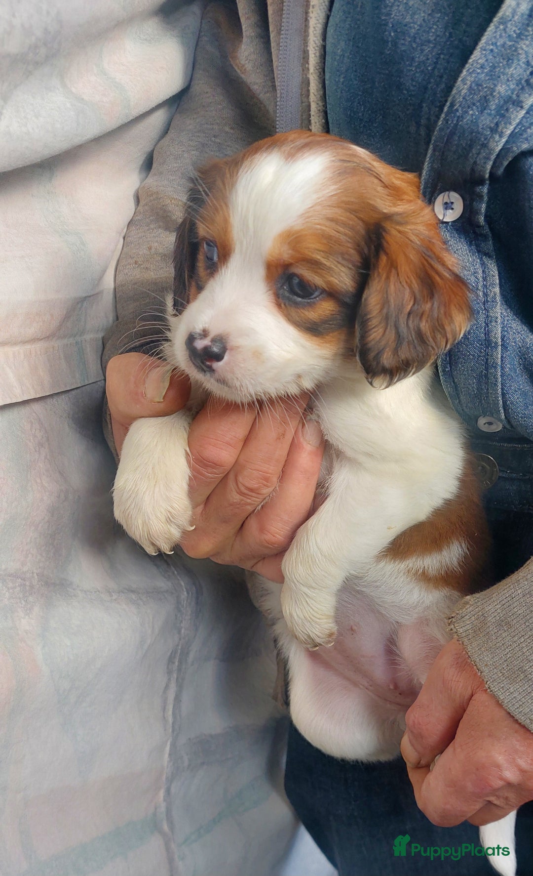 Kooikerhondje honden te koop: Schitterende kooikerhondje pups  - Advertentie 19