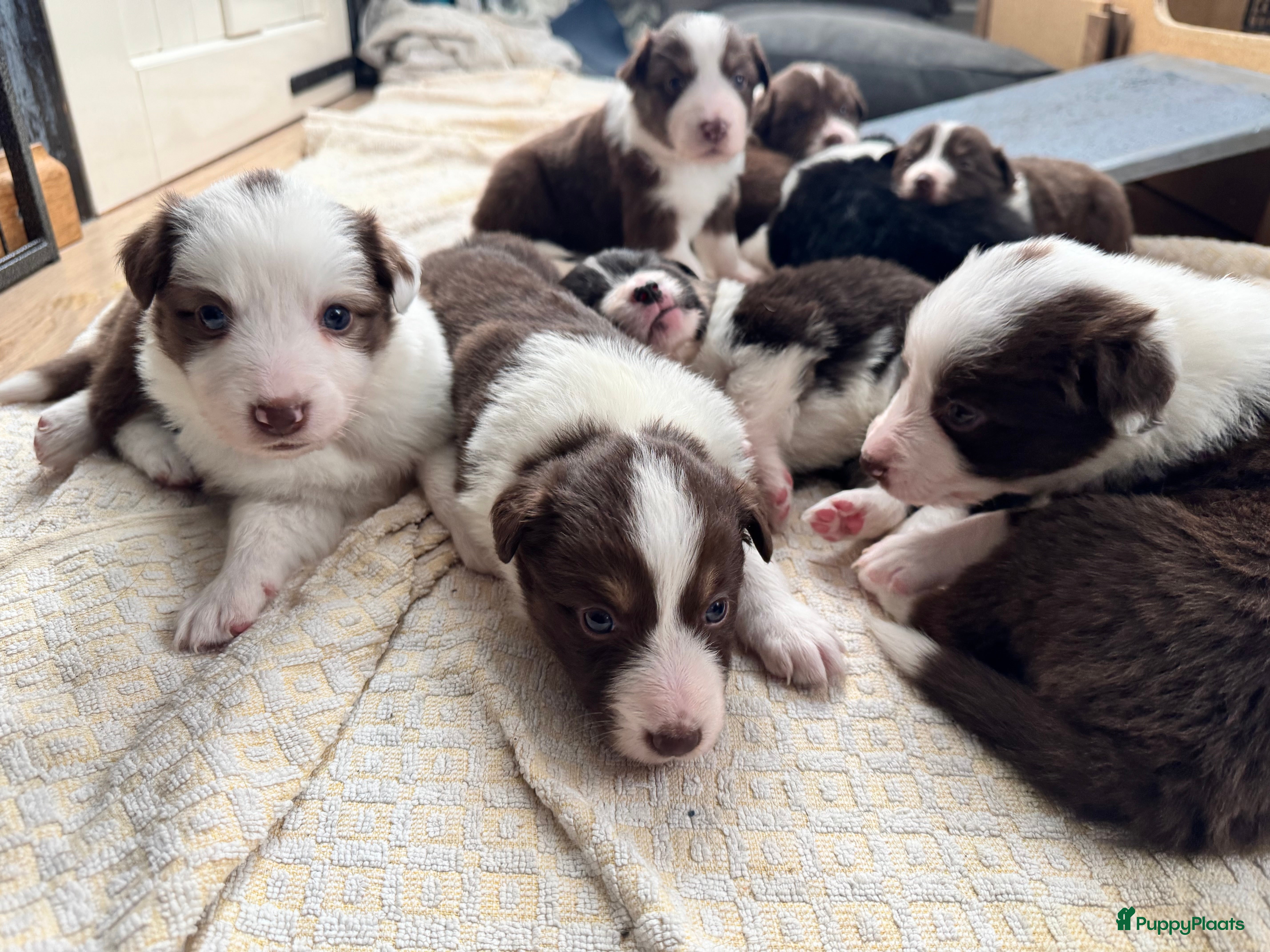 Kruising honden 1/4 Australian shepard x 3/4 Border collie pups - Advertentie 2