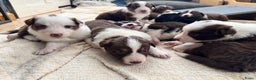 Kruising honden te koop: 1/4 Australian shepard x 3/4 Border collie pups - Advertentie 1