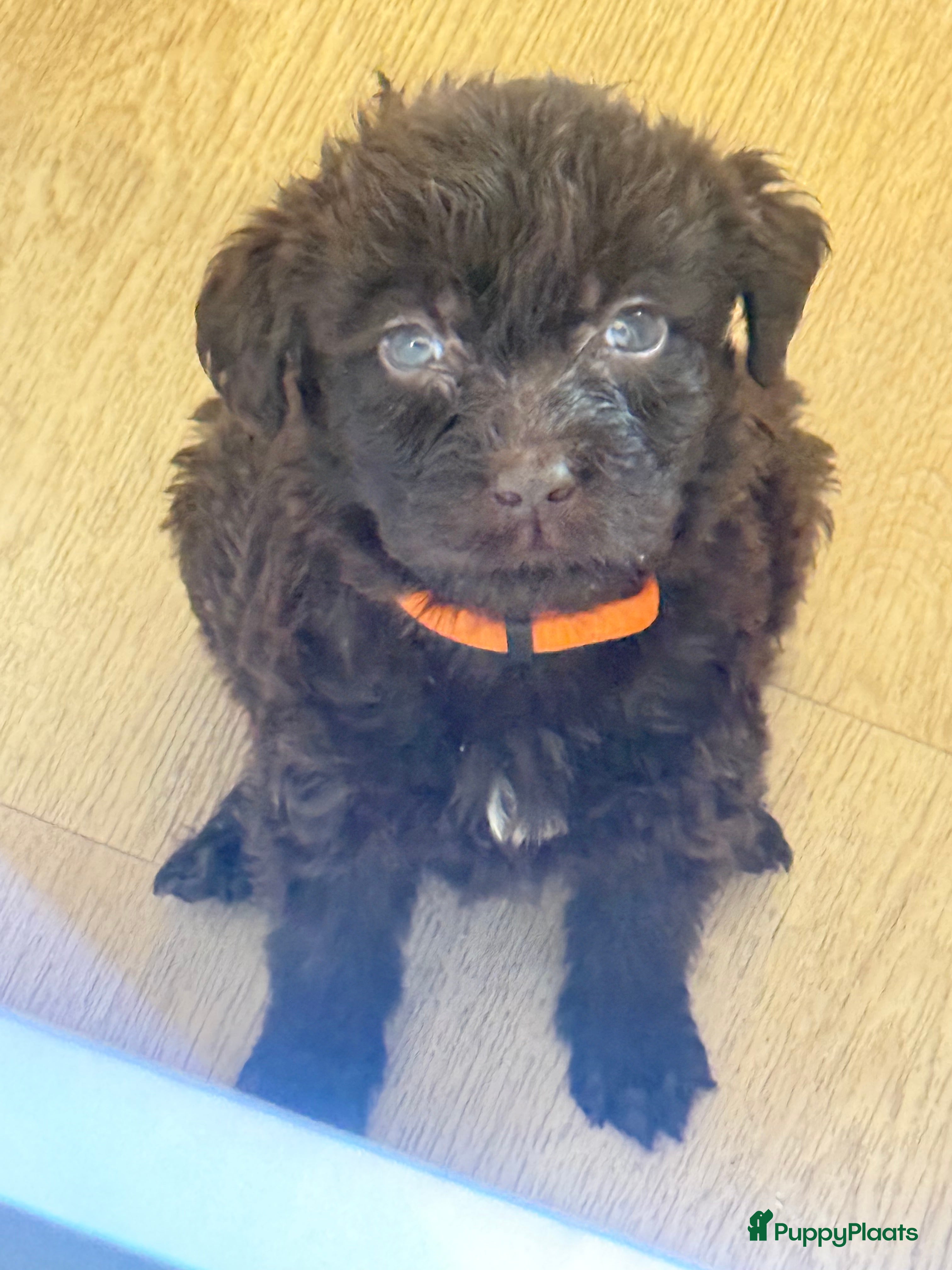 Labradoodle honden Hele mooie chocolade labradoodle puppy’s  medium  - Advertentie 4