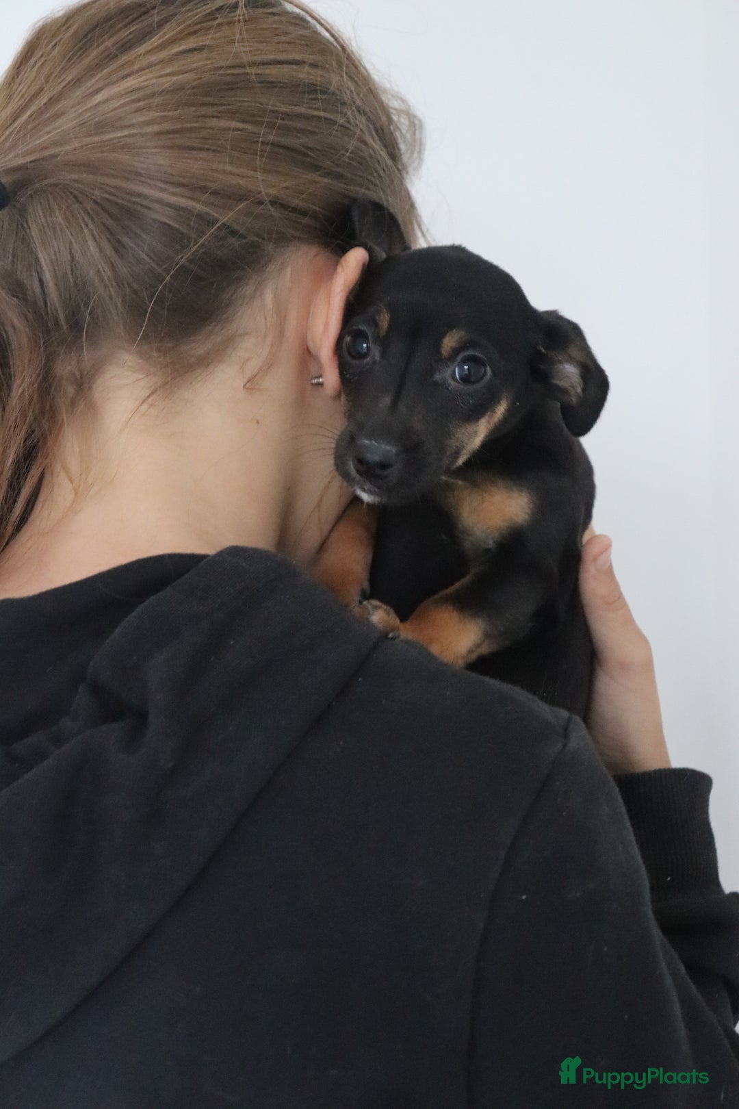 Jack Russel Terriër honden te koop: lieve Jack Russel pups  - Advertentie 17