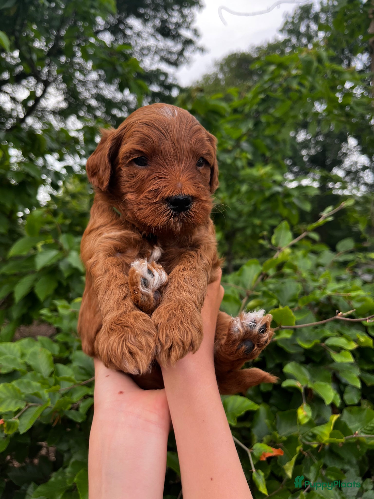 Australian Labradoodle honden te koop: Australian labradoodle pups - Advertentie 7