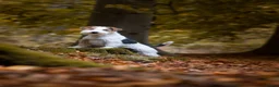 Jack Russel Terriër honden te koop: Ruwharige Jack Russell pups met stamboom - Advertentie 3