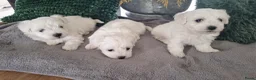 Maltezer honden te koop: Maltezer pups. Rasecht. Vader en moeder aanwezig - Advertentie 2