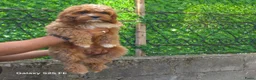 Cavapoo honden te koop: Cavapoo Pups - Advertentie 6