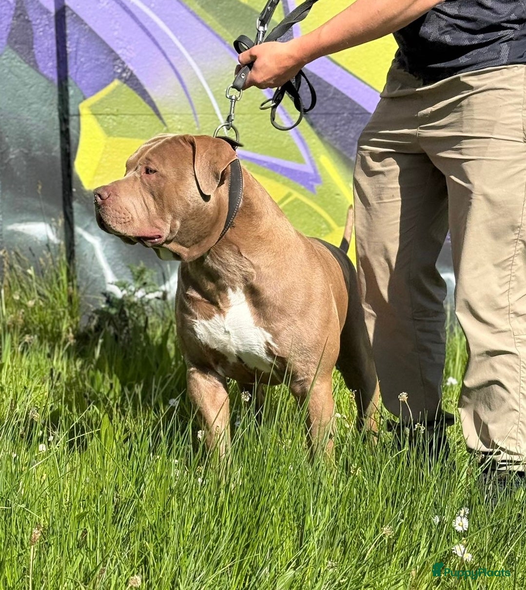 Amerikaanse Bully honden ter dekking: Zeer mooie American Bully dekreu beschikbaar - Advertentie 8