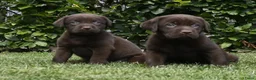 Labrador Retriever honden te koop: Chocolade bruine labrador pups met stamboom ! - Advertentie 18