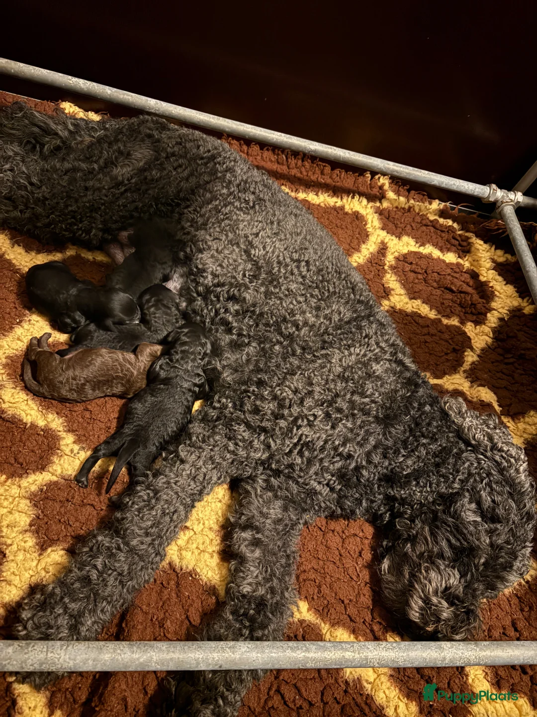 Galerij afbeelding {{count}}