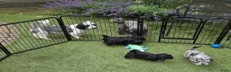 Kruising honden te koop: Prachtige pups - Advertentie 5