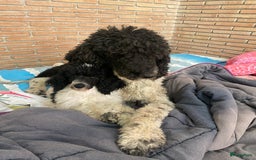 Poedel honden te koop: Prachtig mooi harlekijn koningspoedel teefje✨🐾 - Advertentie 5