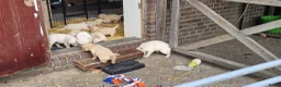 Golden Retriever honden te koop: Raszuivere golden retriever pups - Advertentie 8