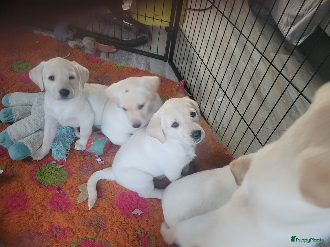 Labrador Retriever honden te koop: Stamboom fieldtrial labrador pups - Advertentie 7