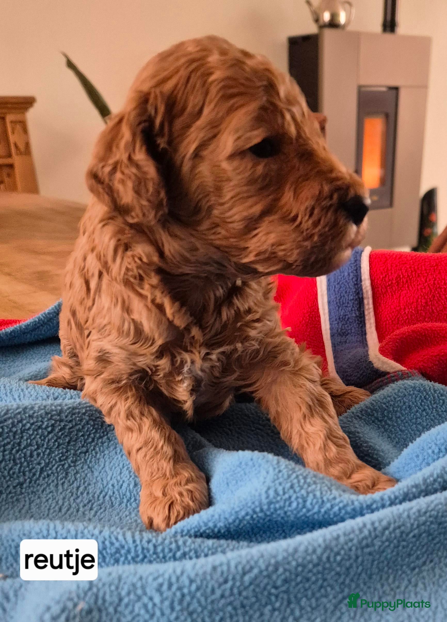 Dwergpoedel honden Mooie Abrico dwergpoedel reutje - Advertentie 10