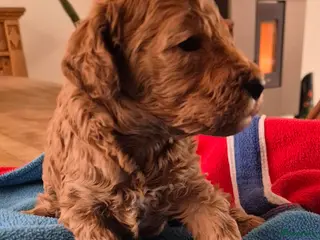 Dwergpoedel honden Mooie Abrico dwergpoedel reutje - Advertentie 10