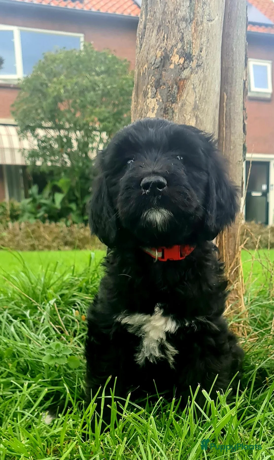 Goldendoodle honden te koop: Golden doodle zwart/wit bijzonder! - Advertentie 1