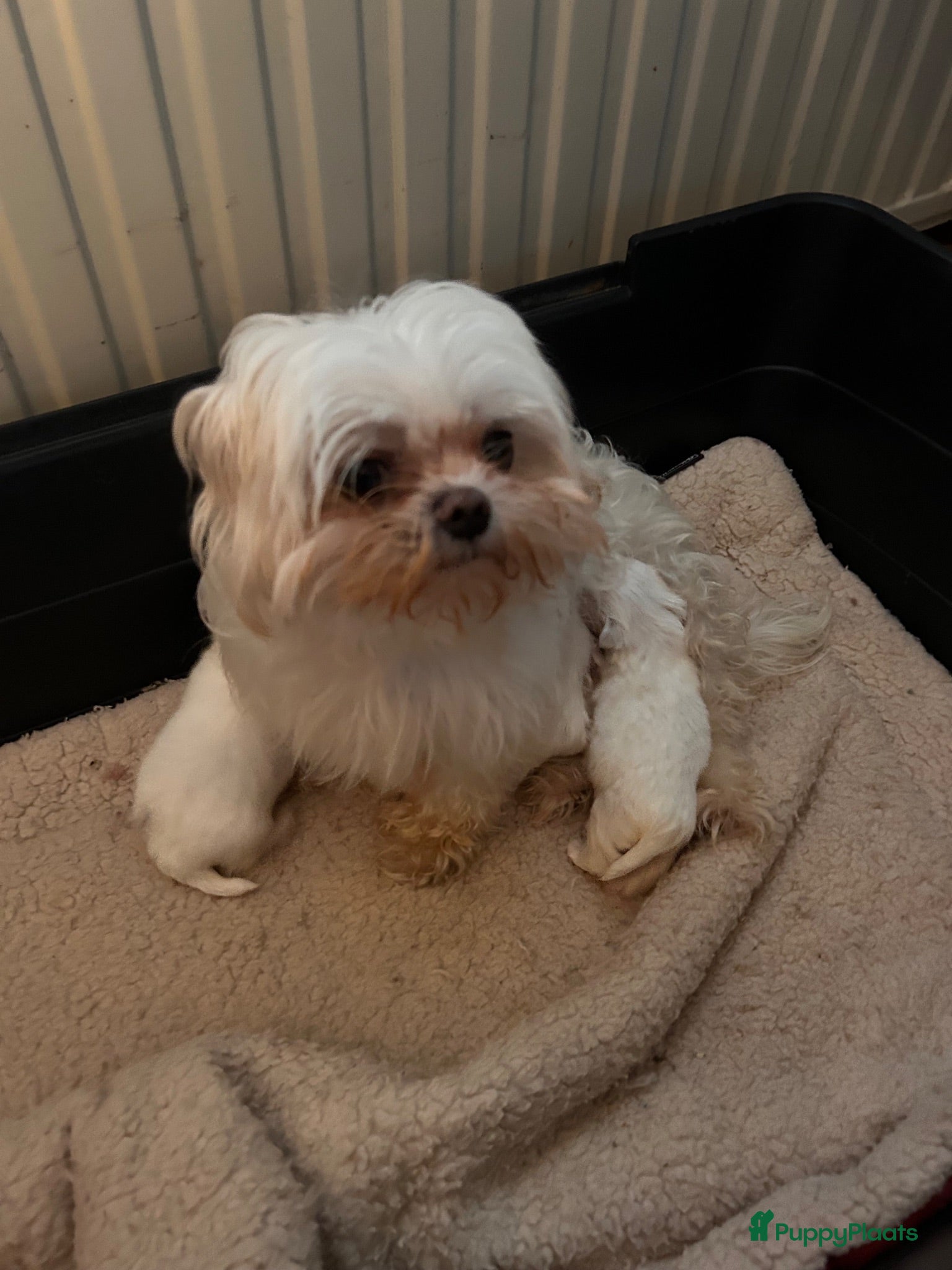 Maltezer honden Maltezer met stamboom - Advertentie 3