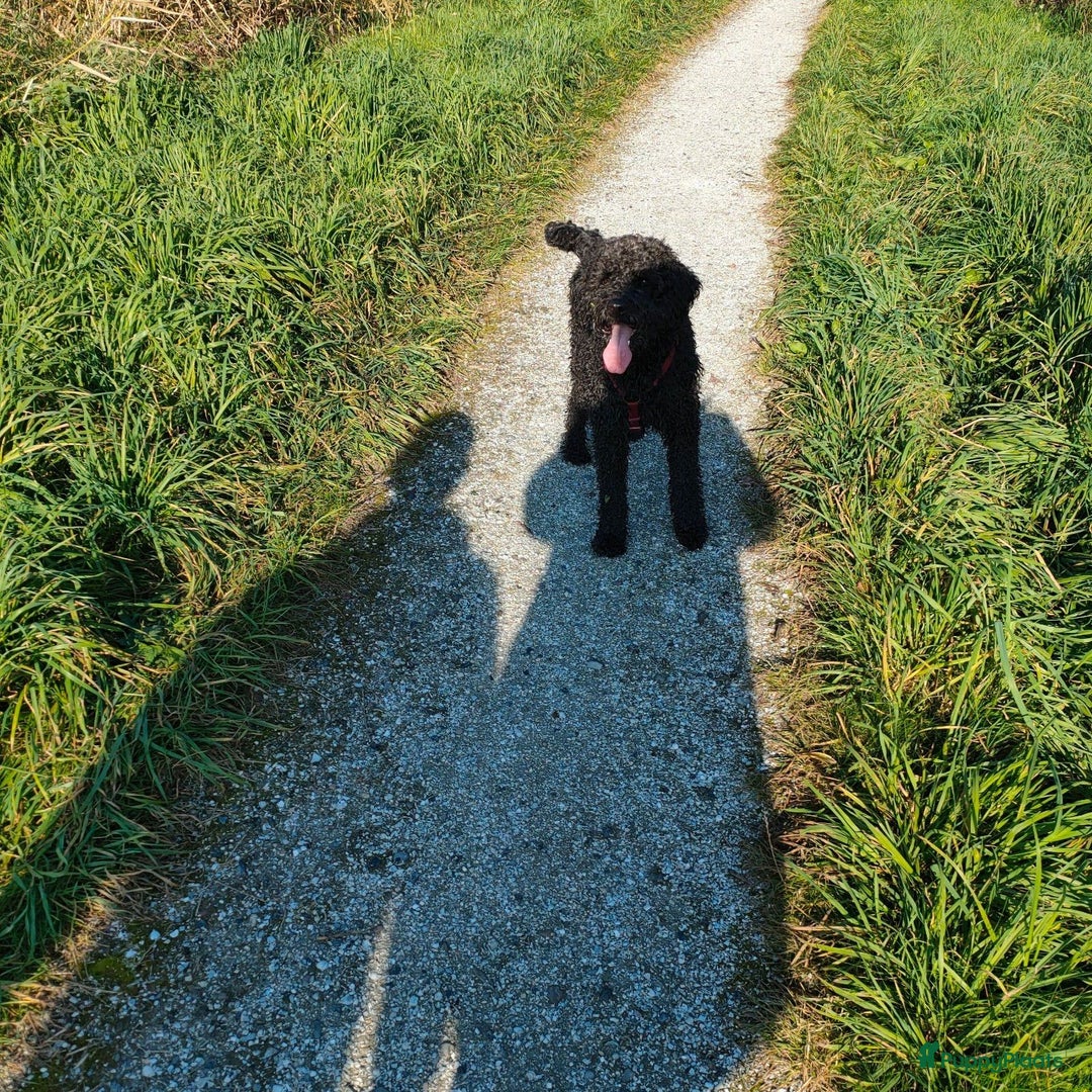 Labradoodle honden te koop: Labradoodle pups - Advertentie 4