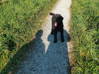 Labradoodle honden Labradoodle pups - Advertentie 2