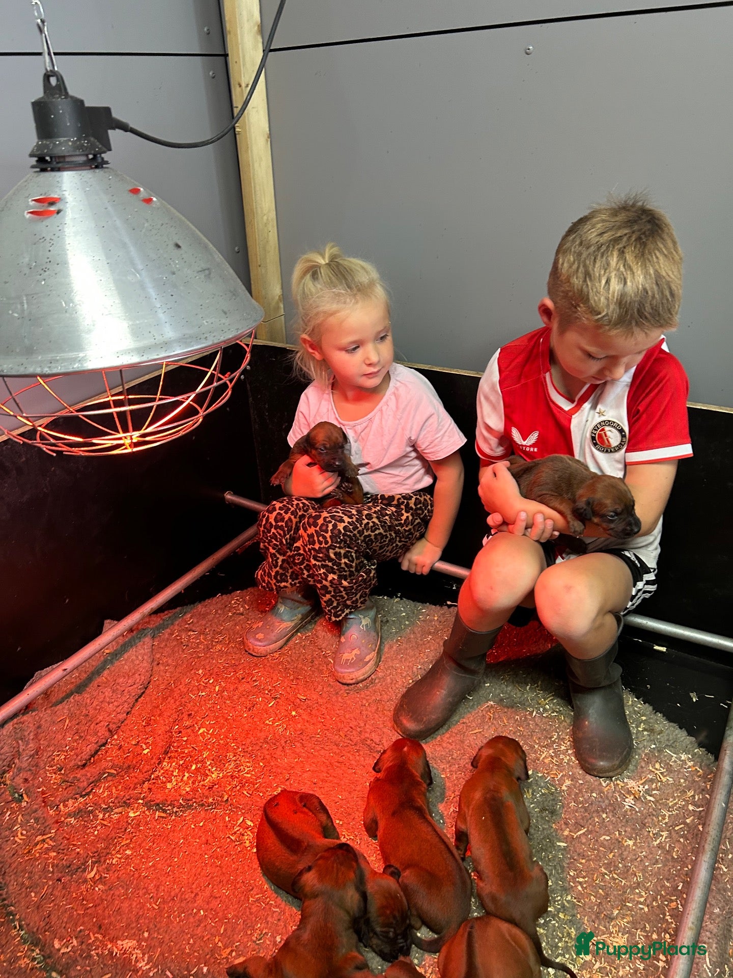 Rhodesian Ridgeback honden Prachtige Rhodesian Ridgeback pups met stamboom  - Advertentie 1