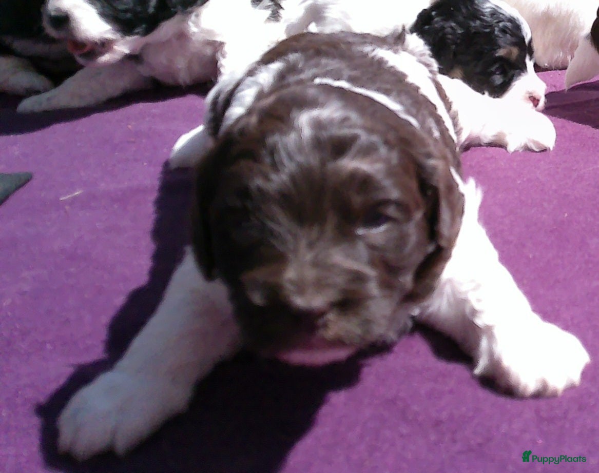 Shihpoo honden Lieve shihpoo pupjes te koop ook bruin/wit - Advertentie 1