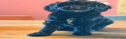 Kruising honden te koop: Medium labradoodles - Advertentie 3