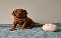 Poedel honden te koop: Middenslag poedels in Schuinesloot - Afbeelding 12