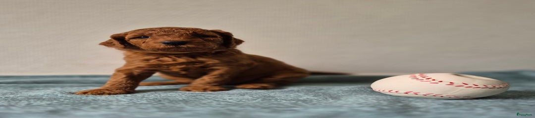 Poedel Puppy geel