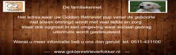 Golden Retriever honden te koop: Golden Retriever Pups met Stamboom. - Advertentie 16