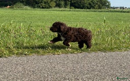 Spaanse Waterhond honden te koop: Spaanse Waterhond pups - Afbeelding 25