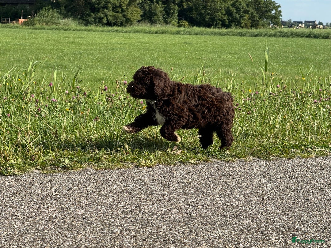 Spaanse Waterhond honden te koop: Spaanse Waterhond pups - Afbeelding 25