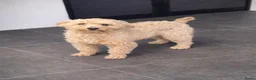 Maltipoo honden te koop: Maltipoo pups - Advertentie 10
