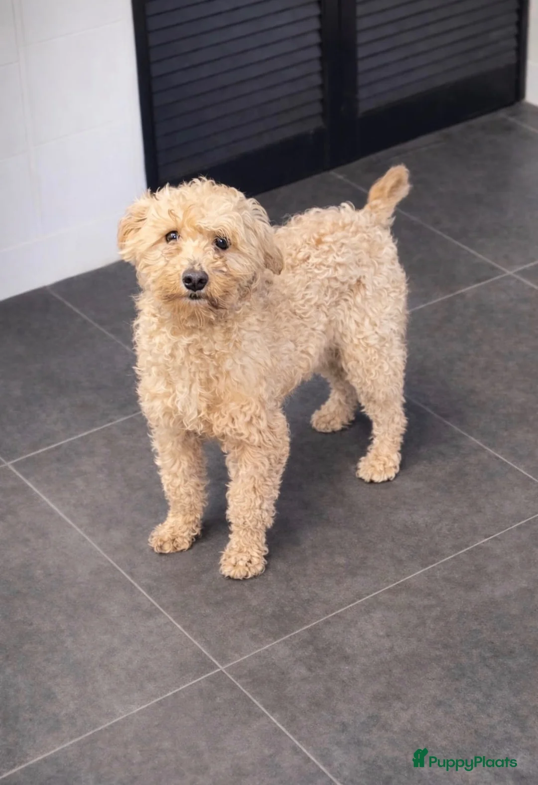 Maltipoo honden te koop: Maltipoo pups - Advertentie 10