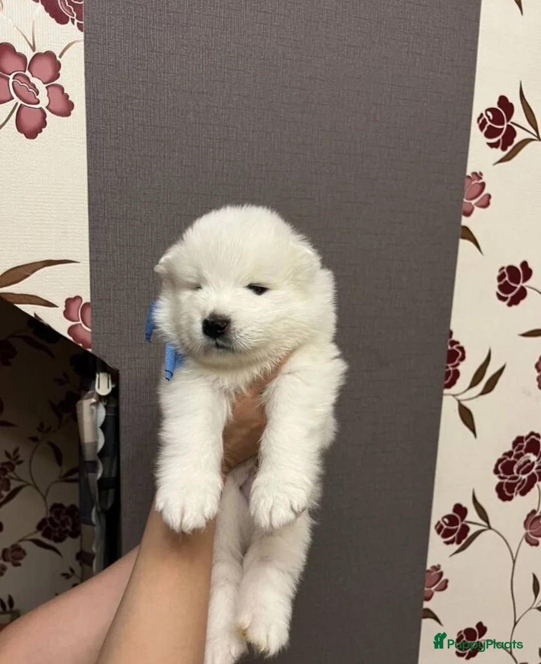 Samojeed honden te koop: Samojeed puppy’s  in Terneuzen - Advertentie 4